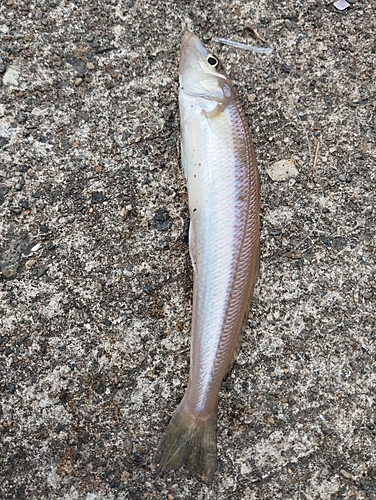 キスの釣果