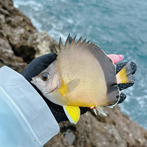 シラコダイの釣果