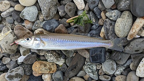 シロギスの釣果