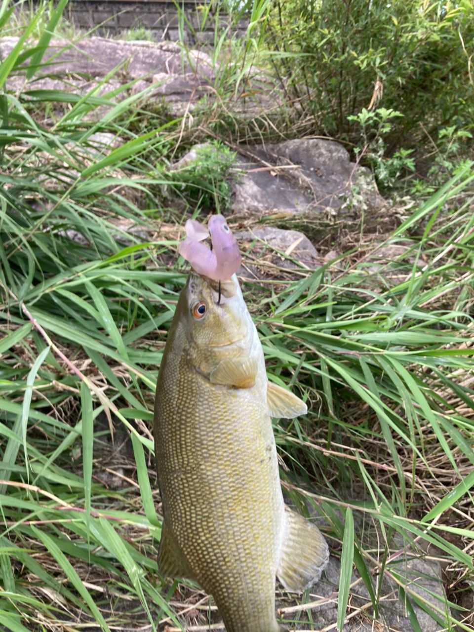 スモールマウスバス