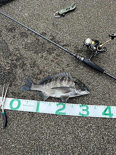 クロダイの釣果