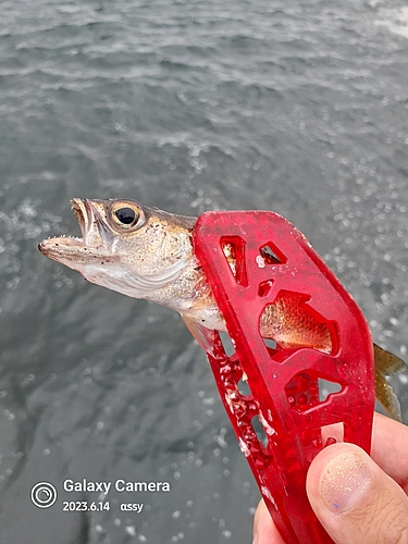 ムツの釣果