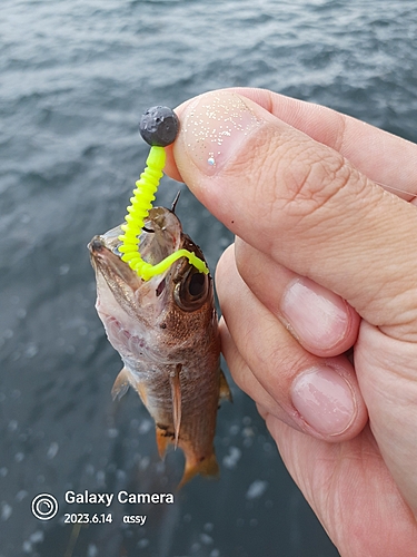 ムツの釣果