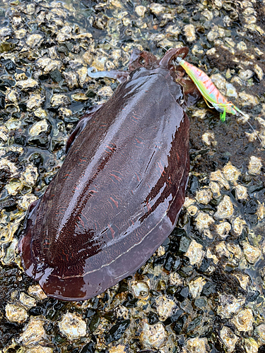 モンゴウイカの釣果