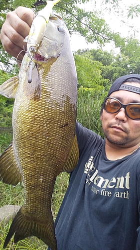 スモールマウスバスの釣果