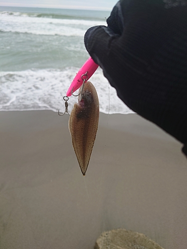 シタビラメの釣果