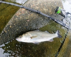 スズキの釣果