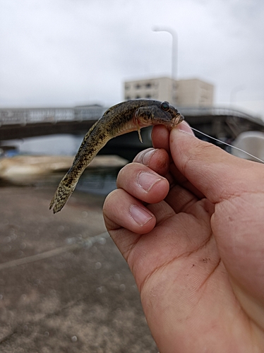 マハゼの釣果