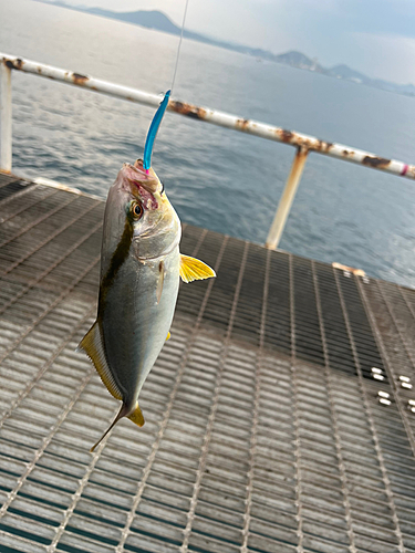 シオの釣果