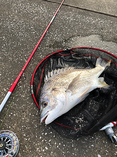 キビレの釣果