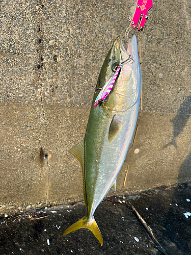 メジロの釣果