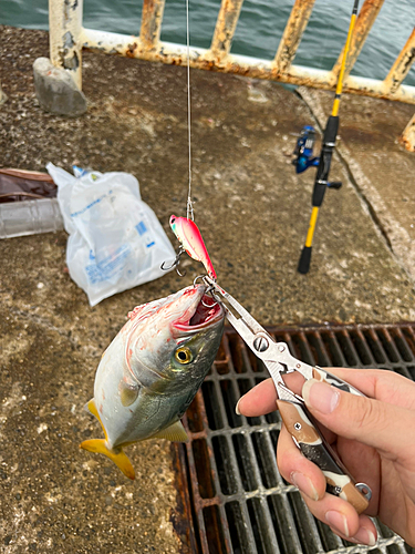 ツバスの釣果