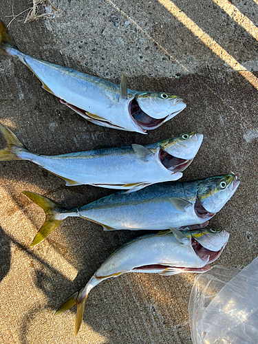 ハマチの釣果