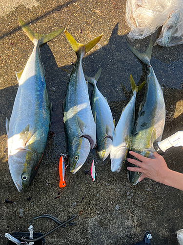 ブリの釣果