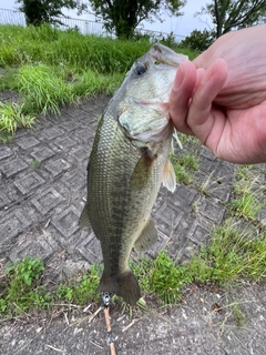 ラージマウスバスの釣果