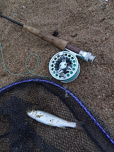 ウグイの釣果