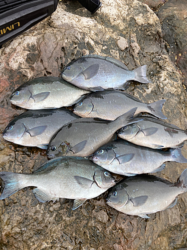 オナガグレの釣果