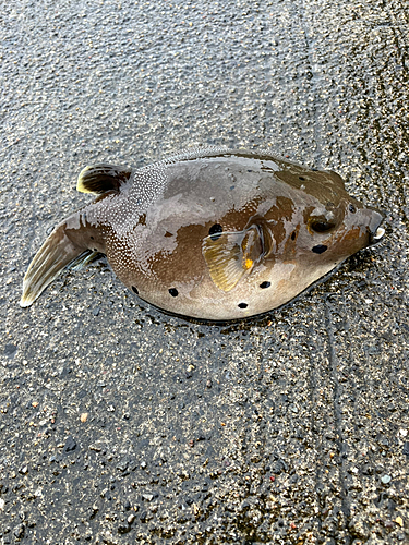 コクテンフグの釣果