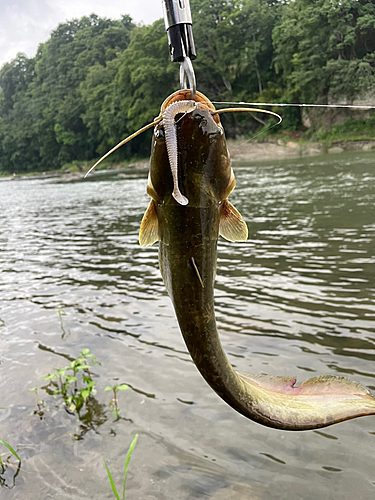 ナマズの釣果