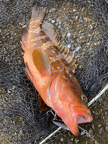 ハタの釣果