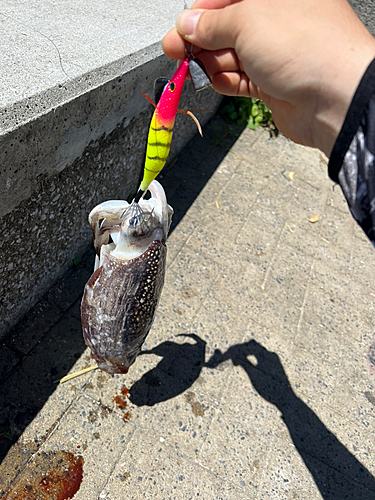 コウイカの釣果