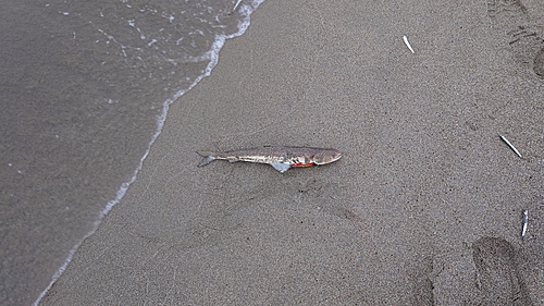 エソの釣果