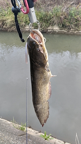 ナマズの釣果