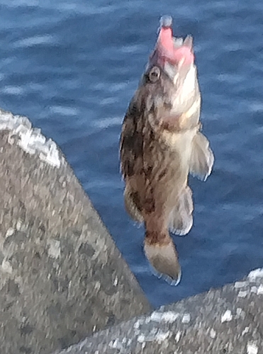 アナハゼの釣果