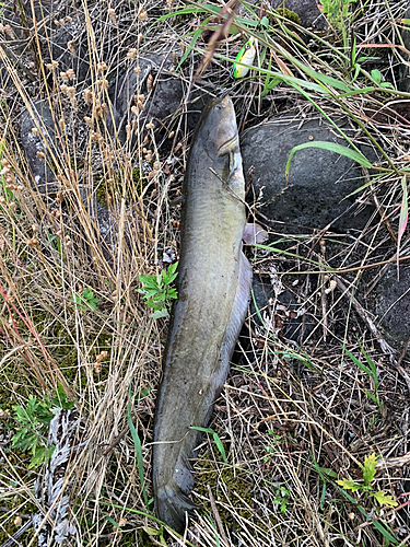 ナマズの釣果