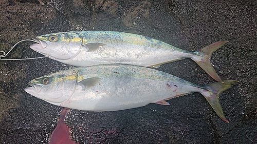 イナダの釣果