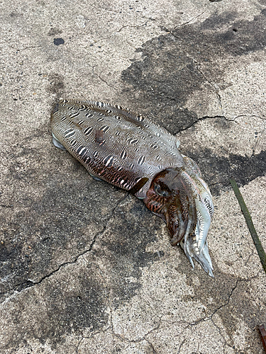 モンゴウイカの釣果