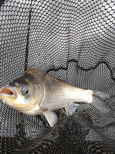 ヘラブナの釣果