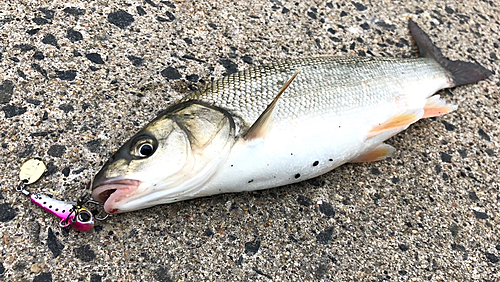 ウグイの釣果