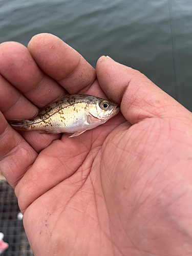 チャメバルの釣果