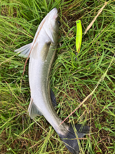 シーバスの釣果