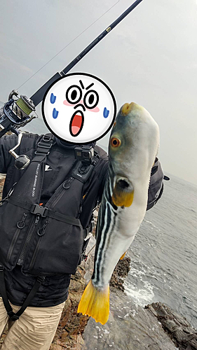 和歌山県で釣れたシマフグの釣り・釣果情報 - アングラーズ