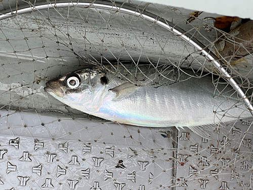 マルアジの釣果