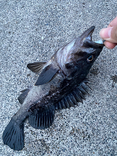 クロソイの釣果