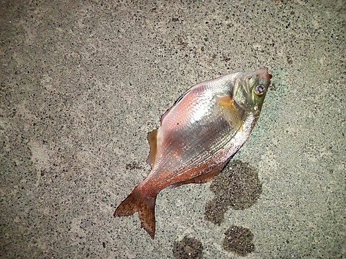 マタナゴの釣果