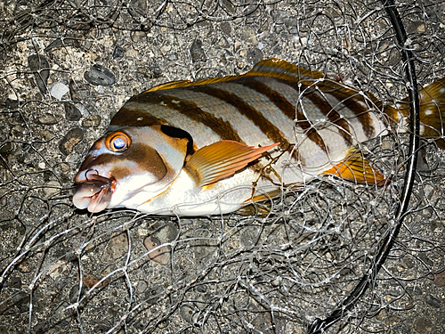 タカノハダイの釣果