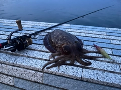 モンゴウイカの釣果