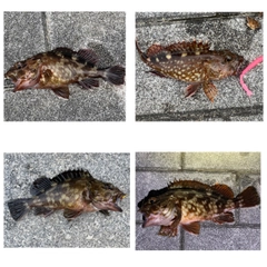 ガシラの釣果