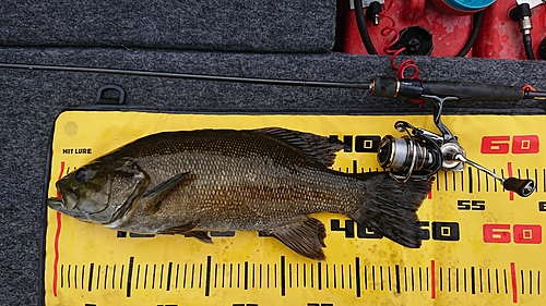 スモールマウスバスの釣果