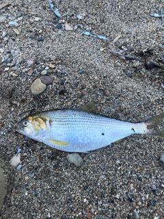 コノシロの釣果