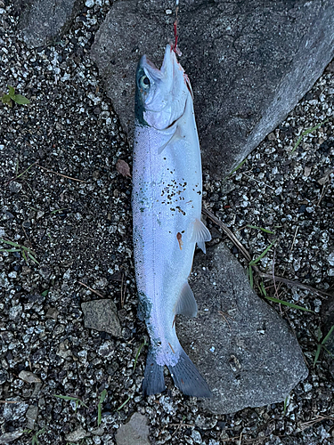 ニジマスの釣果