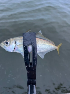 マアジの釣果