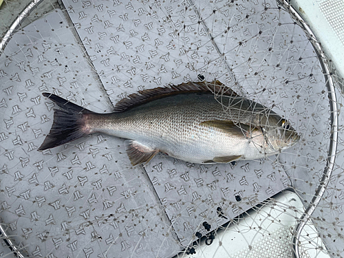 イサキの釣果