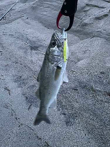 セイゴ（マルスズキ）の釣果