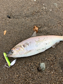 コノシロの釣果