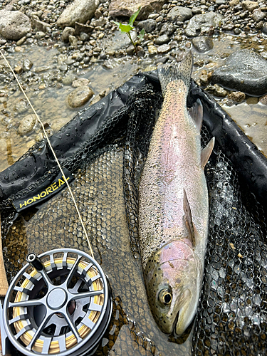 ニジマスの釣果